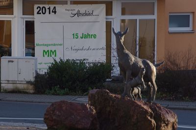 Die Ziege schaute bei strahlendem Sonnenschein genauer hin ...